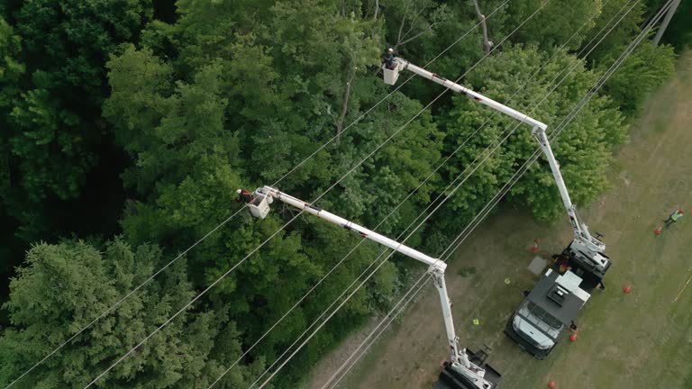 How Our Tree Care Process Works  in North Charleston, SC