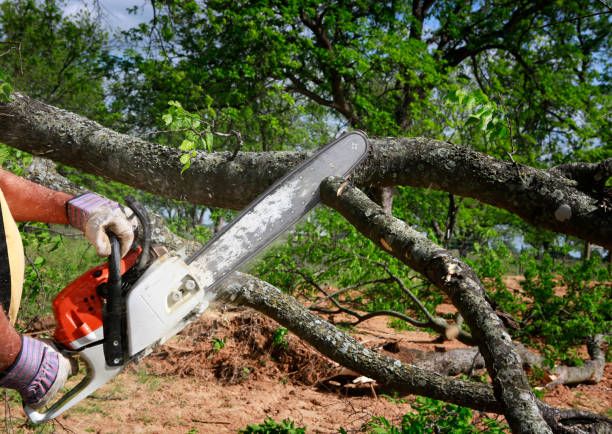 Best Tree and Shrub Care  in North Charleston, SC